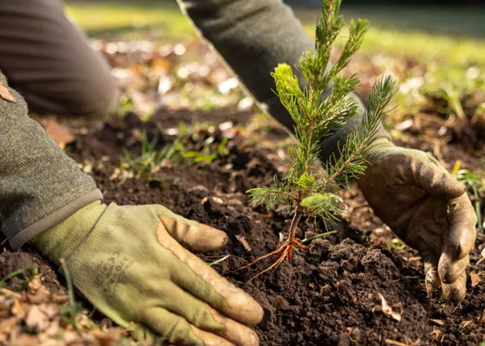 Plant Tree Services